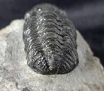 Barrandeops ovatus (McKELLAR & CHATTERTON 2009) - Bild &copy; FossNet FossilienStore